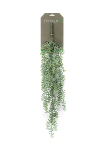 Rhipsalis hanging bush 72cm