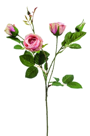 Rose peggy spray 60cm pink