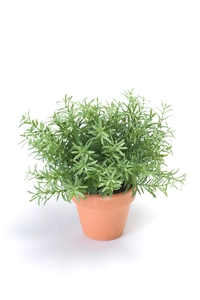 Rosemary bush lt green 20cm in tc p