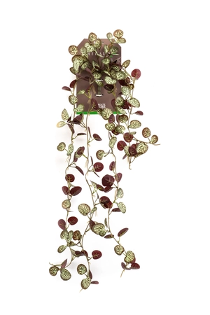 Saxifraga hanging bush