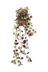 Saxifraga hanging bush green/burgundy