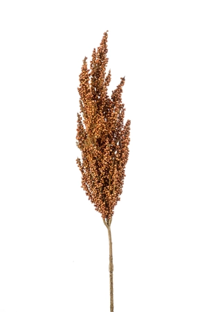 Sorghum spray lt brown 82cm