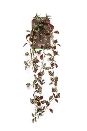 Tradescantia hanging bush