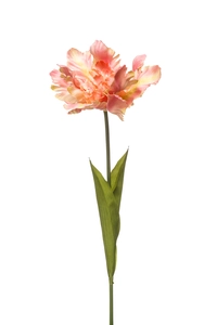 Tulip parrot spray peach 68cm